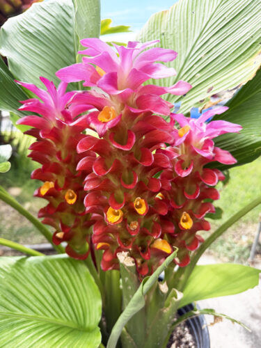 Photo of the Day: Triple Bloom